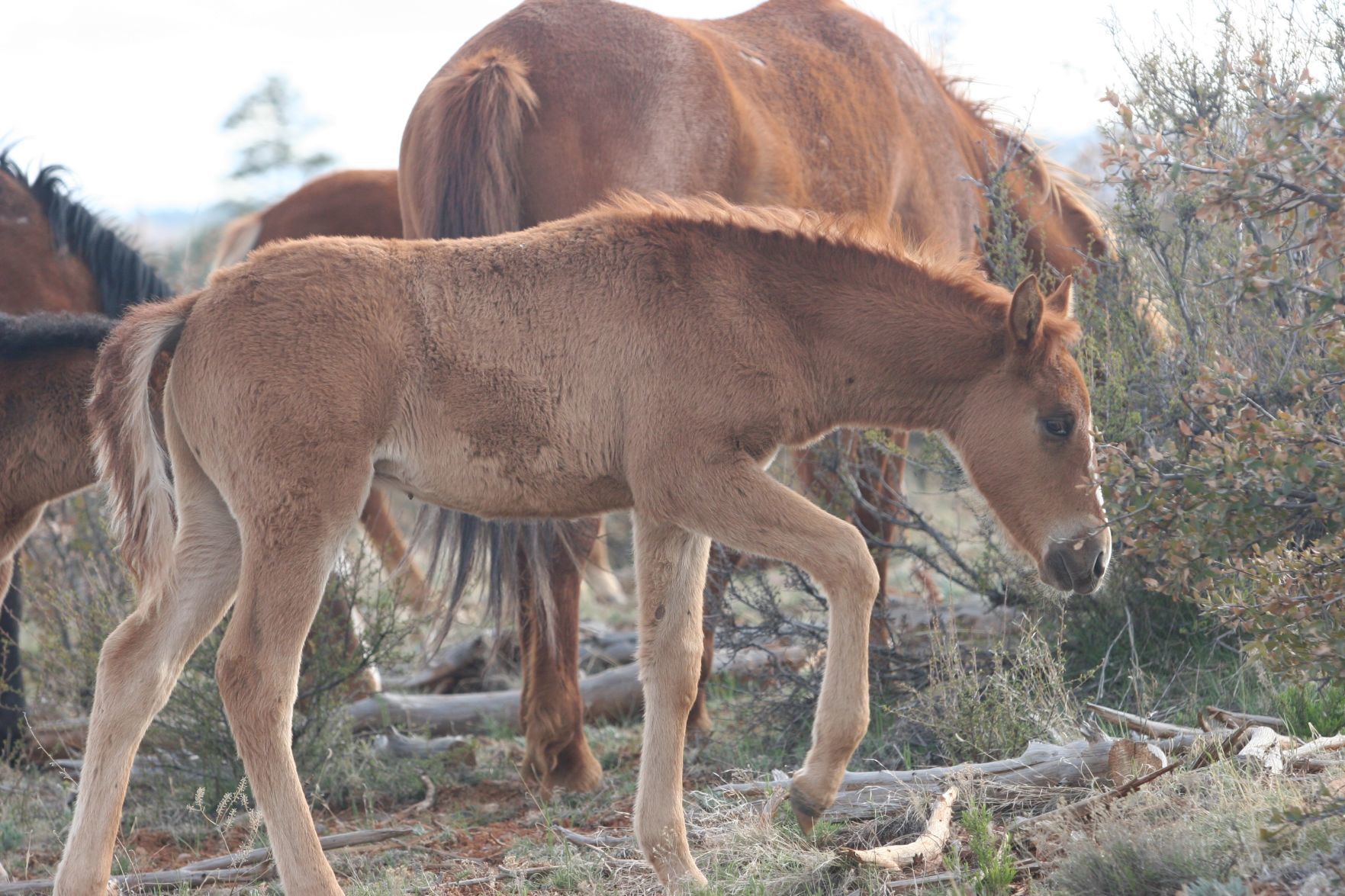 Public comments re: Heber Wild Horses in review - foal with his herd